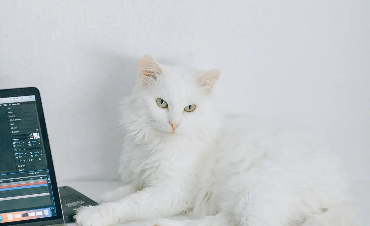 MacBook cu ecran spart, mușcat de pisică — de ce se întâmplă și cum se repară